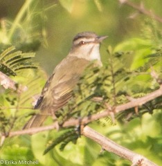 Vireo altiloquus