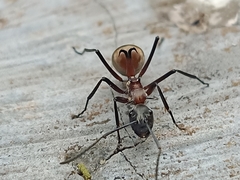 Polyrhachis olybria
