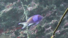 Pseudanthias pleurotaenia