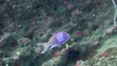 Pseudanthias pleurotaenia