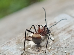 Polyrhachis olybria