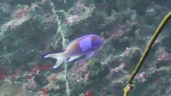 Pseudanthias pleurotaenia