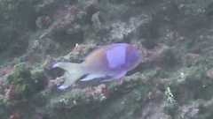 Pseudanthias pleurotaenia