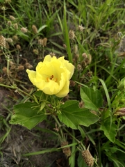 Cienfuegosia drummondii