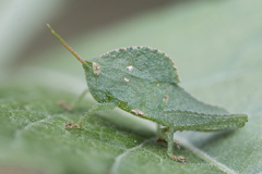 Xyleus discoideus