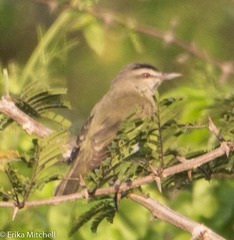 Vireo altiloquus