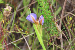Aristea montana