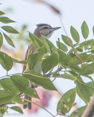 Vireo altiloquus