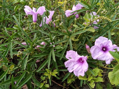 Ipomoea platensis