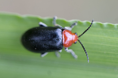 Cacoscelis nigripennis