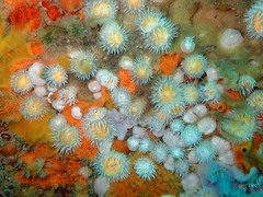 Actinothoe sphyrodeta