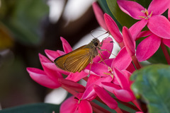 Choranthus vitellius