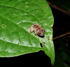 Diasporus