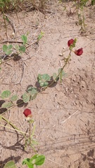 Macroptilium bracteatum