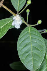 Psidium guineense