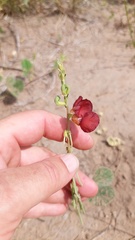 Macroptilium bracteatum