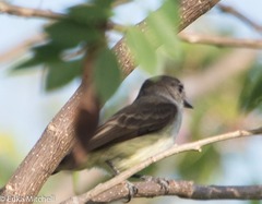 Myiarchus oberi