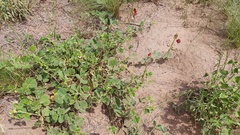 Macroptilium bracteatum