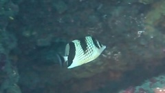 Chaetodon argentatus