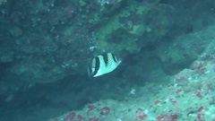 Chaetodon argentatus