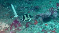 Chaetodon argentatus