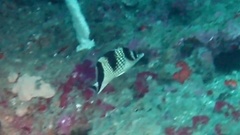 Chaetodon argentatus
