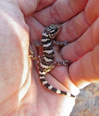 Phyllopezus periosus