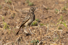 Pinarocorys erythropygia