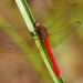 Brilliant Redskimmer - Photo (c) Cameron Eckert, some rights reserved (CC BY-NC), uploaded by Cameron Eckert