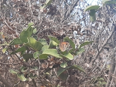 Cosmosatyrus leptoneuroides