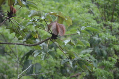 Cecropia palmata