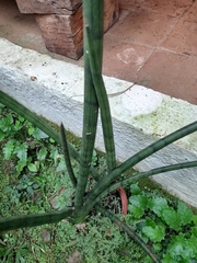Sansevieria cylindrica