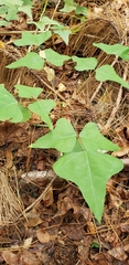 Erythrina herbacea image