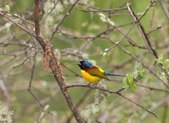 Aethopyga nipalensis