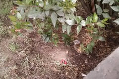 Zonotrichia capensis chilensis