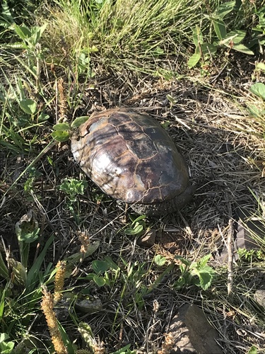 Black Spine-necked Swamp Turtle