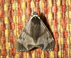 Dysschema leucophaea