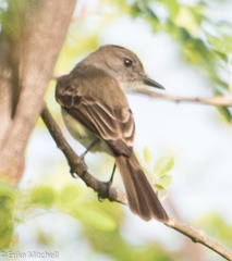 Myiarchus oberi