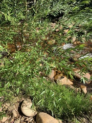 Salix mucronata