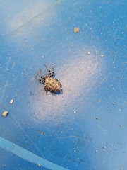 Alpaida alticeps