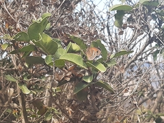 Cosmosatyrus leptoneuroides