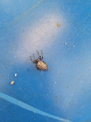 Alpaida alticeps