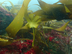 Laminaria ochroleuca