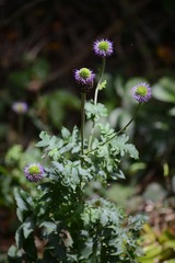 Chresta pacourinoides