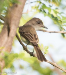 Myiarchus oberi