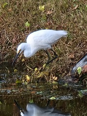 Egretta thula