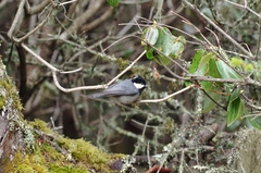 Periparus rubidiventris