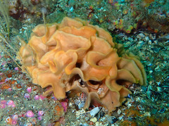 Pentapora foliacea