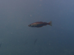 Pollachius pollachius