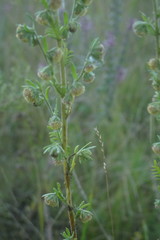 Artemisia rupestris